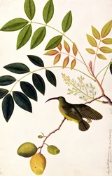 Langschnabel-Kolibri, Poko Booah Kadonong, aus Zeichnungen von Vögeln aus Malakka, ca. 1805-18